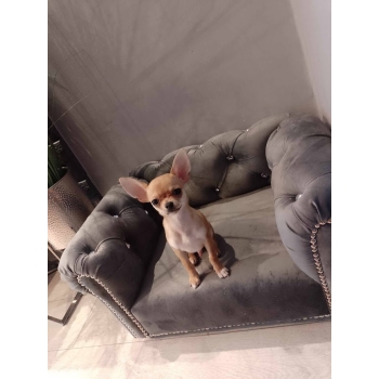 Kanapa sofa dla psa kota 150 kolorów
