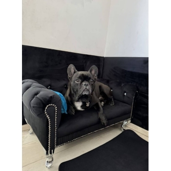 Duża kanapa sofa glamour dla psa kota 150 kolorów