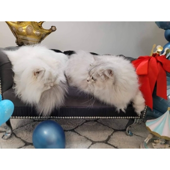 Duża kanapa sofa glamour dla psa kota 150 kolorów