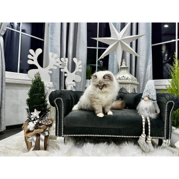 Duża kanapa sofa glamour dla psa kota 150 kolorów