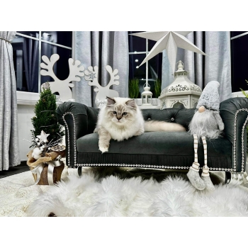 Duża kanapa sofa glamour dla psa kota 150 kolorów