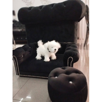 Kanapa sofa dla psa kota 150 kolorów