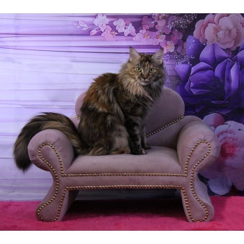 Kanapa sofa glamour dla psa kota 150 kolorów