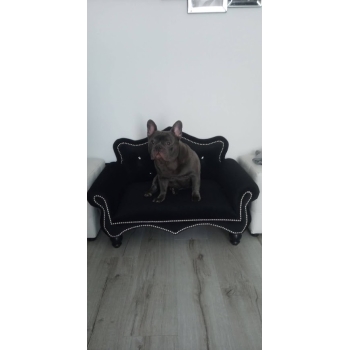 Kanapa sofa glamour dla psa kota 150 kolorów