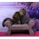 Kanapa sofa glamour dla psa kota 150 kolorów